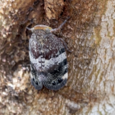 Platybrachys decemmacula (Green-faced gum hopper) at Bruce, ACT - 13 Dec 2021 by AlisonMilton