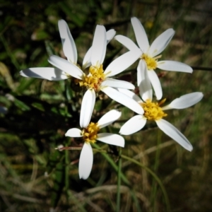 Olearia erubescens at Cotter River, ACT - 15 Dec 2021