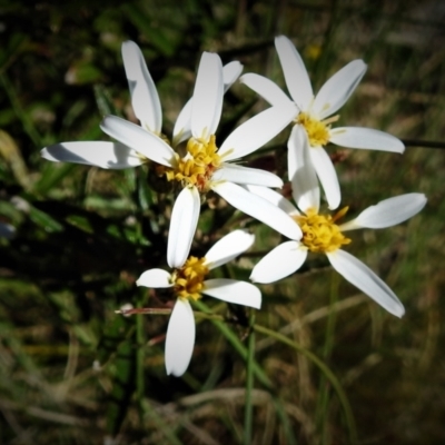 Olearia erubescens (Silky Daisybush) at Cotter River, ACT - 14 Dec 2021 by JohnBundock