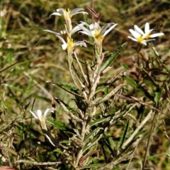 Olearia erubescens at Cotter River, ACT - 15 Dec 2021