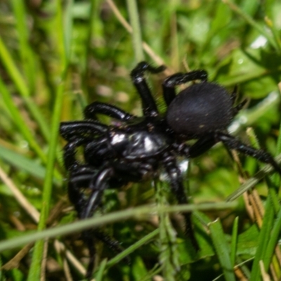 Atrax yorkmainorum (Funnel-web spider) at Booth, ACT - 14 Dec 2021 by Jek