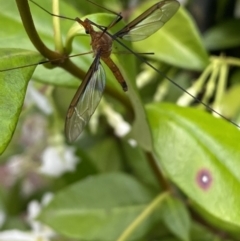 Leptotarsus (Macromastix) costalis (Common Brown Crane Fly) at Jerrabomberra, NSW - 16 Dec 2021 by Steve_Bok