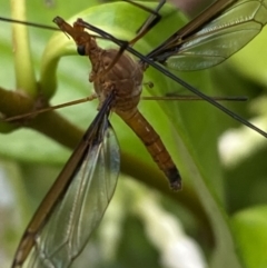 Leptotarsus (Macromastix) costalis at Jerrabomberra, NSW - 16 Dec 2021