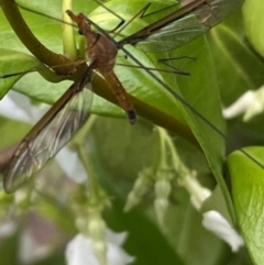 Leptotarsus (Macromastix) costalis at Jerrabomberra, NSW - 16 Dec 2021