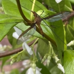 Leptotarsus (Macromastix) costalis at Jerrabomberra, NSW - 16 Dec 2021