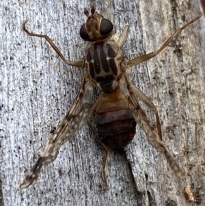 Cardiacera sp. (genus) at Jerrabomberra, NSW - 16 Dec 2021