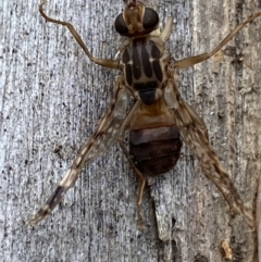 Cardiacera sp. (genus) at Jerrabomberra, NSW - 16 Dec 2021