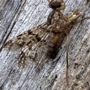 Cardiacera sp. (genus) at Jerrabomberra, NSW - 16 Dec 2021