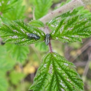 Aaaaba fossicollis at Stromlo, ACT - 16 Dec 2021