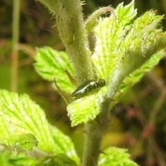 Aaaaba fossicollis at Stromlo, ACT - 16 Dec 2021