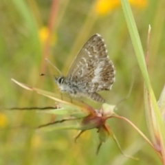 Neolucia agricola (Fringed Heath-blue) at Bullen Range - 16 Dec 2021 by HelenCross