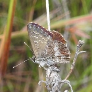 Neolucia agricola at Stromlo, ACT - 16 Dec 2021