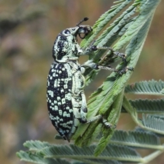 Chrysolopus spectabilis (Botany Bay Weevil) at Stromlo, ACT - 16 Dec 2021 by HelenCross