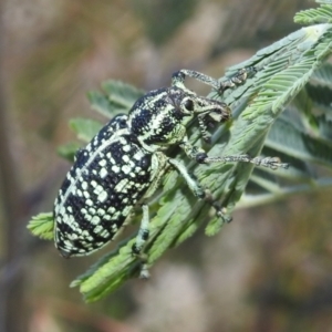 Chrysolopus spectabilis at Stromlo, ACT - 16 Dec 2021