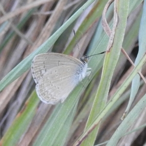 Zizina otis at Stromlo, ACT - 16 Dec 2021