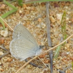 Zizina otis at Stromlo, ACT - 16 Dec 2021