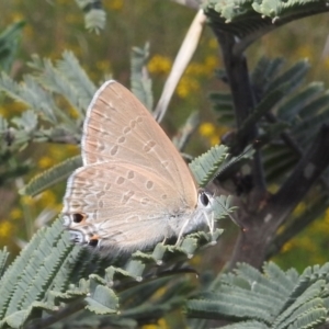 Jalmenus icilius at Stromlo, ACT - 16 Dec 2021