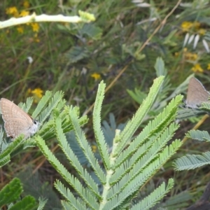 Jalmenus icilius at Stromlo, ACT - 16 Dec 2021