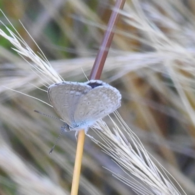 Zizina otis (Common Grass-Blue) at Stromlo, ACT - 16 Dec 2021 by HelenCross