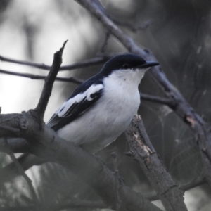 Lalage tricolor at Stromlo, ACT - 16 Dec 2021 07:27 PM