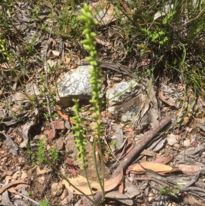 Microtis sp. (Onion Orchid) at Flea Bog Flat to Emu Creek Corridor - 16 Dec 2021 by JohnGiacon