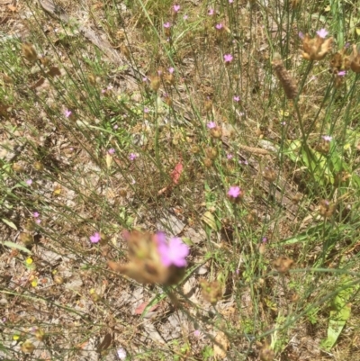 Petrorhagia nanteuilii (Proliferous Pink, Childling Pink) at Bruce, ACT - 16 Dec 2021 by JohnGiacon