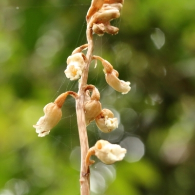 Gastrodia sesamoides (Cinnamon Bells) at Robertson, NSW - 16 Dec 2021 by Snowflake