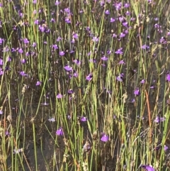 Utricularia dichotoma (Fairy Aprons, Purple Bladderwort) at Mount Clear, ACT - 15 Dec 2021 by BrianH