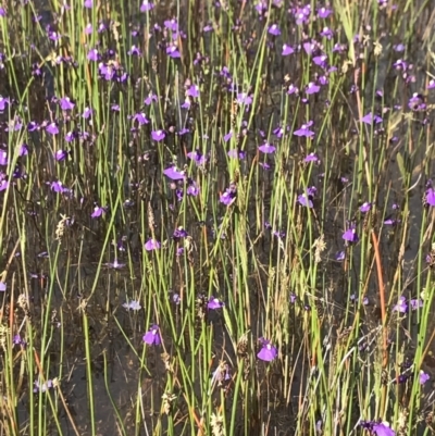 Utricularia dichotoma (Fairy Aprons, Purple Bladderwort) at Mount Clear, ACT - 15 Dec 2021 by BrianH