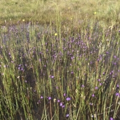 Utricularia dichotoma at Mount Clear, ACT - 16 Dec 2021