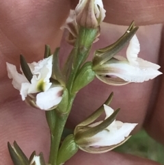 Prasophyllum sp. (A Leek Orchid) at Mount Clear, ACT - 16 Dec 2021 by BrianH