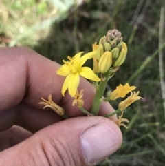 Bulbine sp. at Mount Clear, ACT - 16 Dec 2021 by BrianH