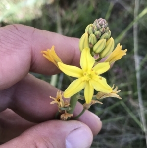 Bulbine sp. at Mount Clear, ACT - 16 Dec 2021 09:53 AM