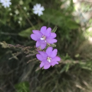 Epilobium sp. at Yaouk, NSW - 16 Dec 2021