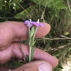 Epilobium sp. at Yaouk, NSW - 16 Dec 2021