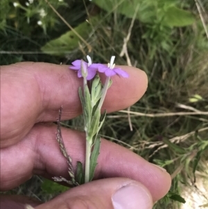 Epilobium sp. at Yaouk, NSW - 16 Dec 2021