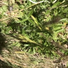 Epilobium sp. at Yaouk, NSW - 16 Dec 2021