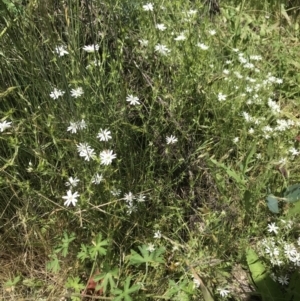 Stellaria pungens at Yaouk, NSW - 16 Dec 2021