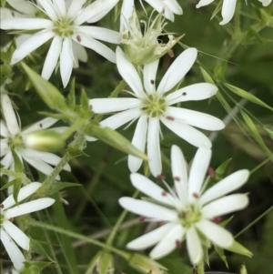 Stellaria pungens at Yaouk, NSW - 16 Dec 2021