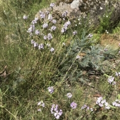 Euphrasia collina (Purple Eye-bright) at Yaouk, NSW - 16 Dec 2021 by BrianH