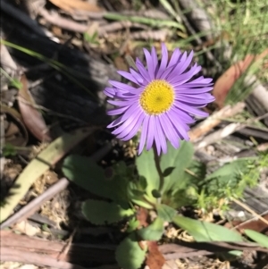 Brachyscome spathulata at Mount Clear, ACT - 16 Dec 2021 12:07 PM