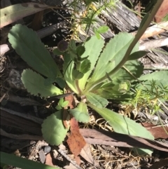 Brachyscome spathulata at Mount Clear, ACT - 16 Dec 2021 12:07 PM