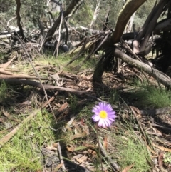 Brachyscome spathulata at Mount Clear, ACT - 16 Dec 2021 12:07 PM