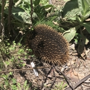 Tachyglossus aculeatus at Mount Clear, ACT - 16 Dec 2021