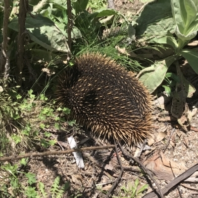 Tachyglossus aculeatus (Short-beaked Echidna) at Mount Clear, ACT - 16 Dec 2021 by BrianH