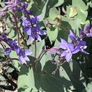 Veronica perfoliata at Mount Clear, ACT - 16 Dec 2021