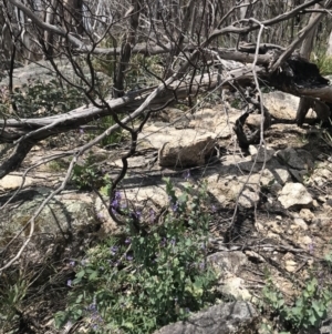 Veronica perfoliata at Mount Clear, ACT - 16 Dec 2021