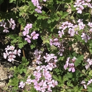 Pelargonium australe at Mount Clear, ACT - 16 Dec 2021