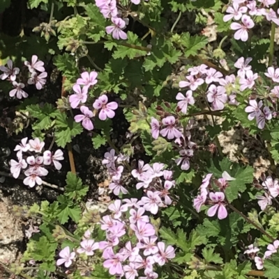 Pelargonium australe (Austral Stork's-bill) at Mount Clear, ACT - 16 Dec 2021 by BrianH