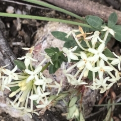 Pimelea glauca (Smooth Rice Flower) at Mount Clear, ACT - 16 Dec 2021 by BrianH